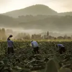 Innovare la tradizione, come la Compagnia Toscana Sigari ha creato i primi sigari Fumé