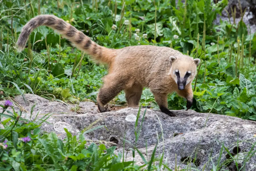 L'algoritmo Panda di Google si è evoluto nell'algoritmo Coati