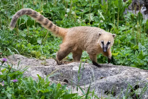 L'algoritmo Panda di Google si è evoluto nell'algoritmo Coati