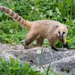 L'algoritmo Panda di Google si è evoluto nell'algoritmo Coati