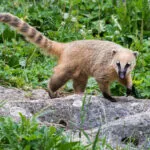 L’algoritmo Panda di Google si è evoluto nell’algoritmo Coati