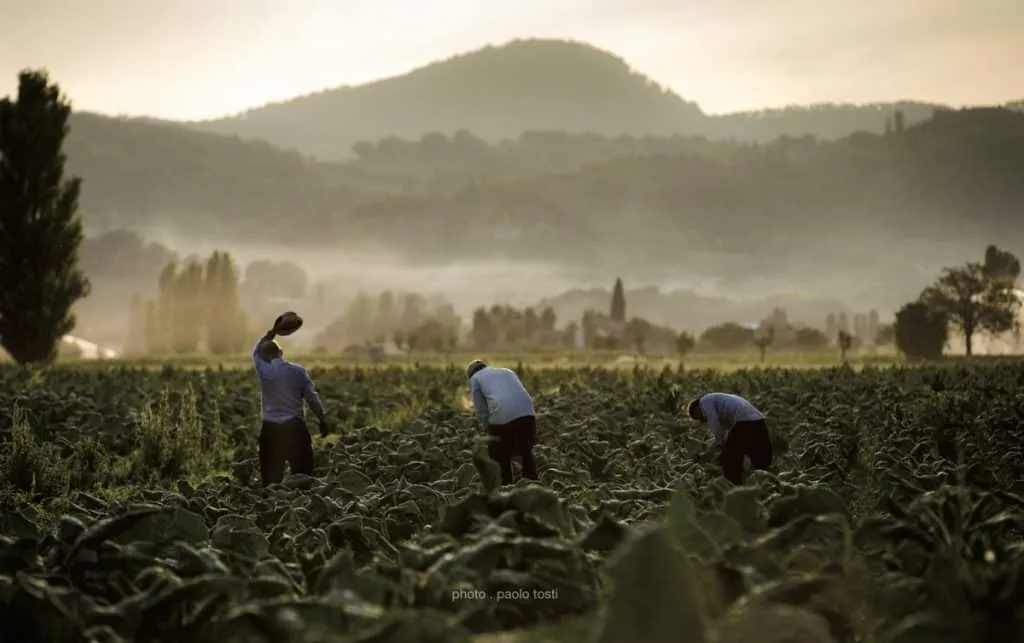 Innovare la tradizione, come la Compagnia Toscana Sigari ha creato i primi sigari Fumé