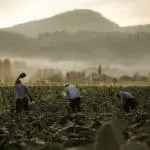 Innovare la tradizione, come la Compagnia Toscana Sigari ha creato i primi sigari Fumé